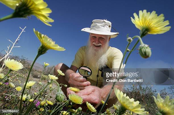 March 18, 2008. AnzaBorrego Desert State Park. Joe Kelly, 76 from San Diego takes a closer look at yellow desert dandelion in Galleta Meadows at the...