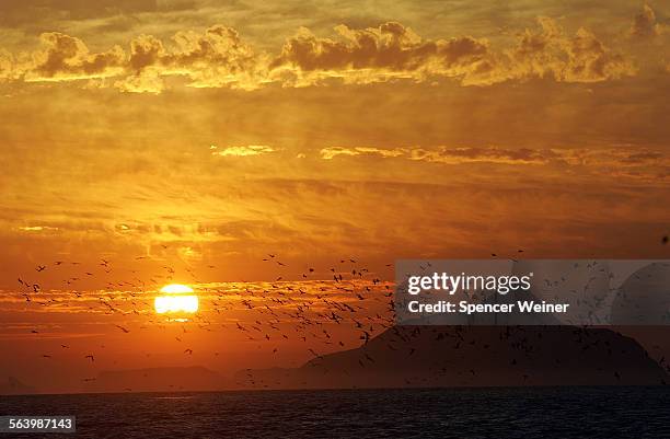 Birds take flight into the sunrise over Anacapa island, as seen from East Santa Cruz Island Scorpion Anchorage, October 26, 2008.