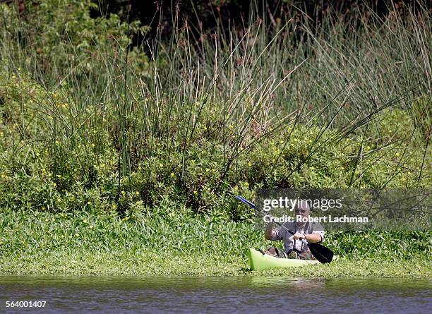 Tim Williams, "Dean of Gator Wrestling" and Director of Media Production at Gatorland in Orlando, Florida uses a kayak as he searches for the...