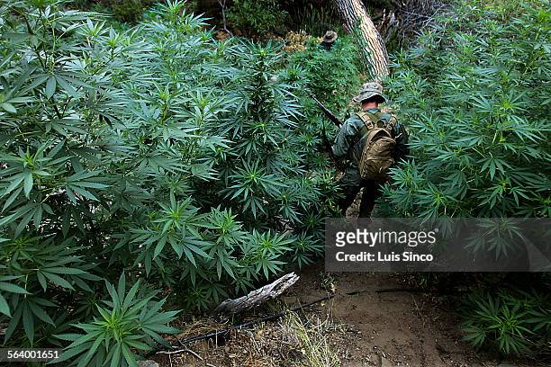 California Department of Fish and Game warden wades through a marijuana patch during an early morning raid on an illegal growing operation in the...