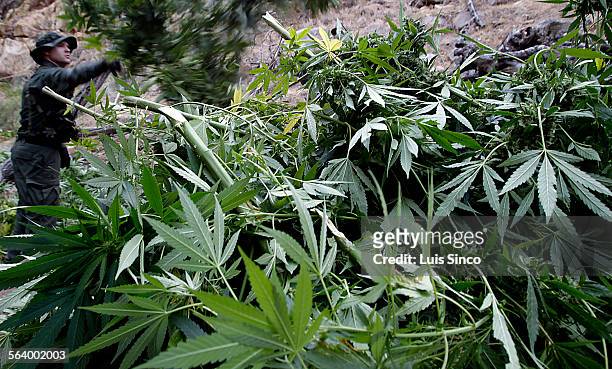 Warden with the California Department of Fish and Game hacks down marijuanan plants found growing in a deep ravine in the Sierra Nevada foothills...