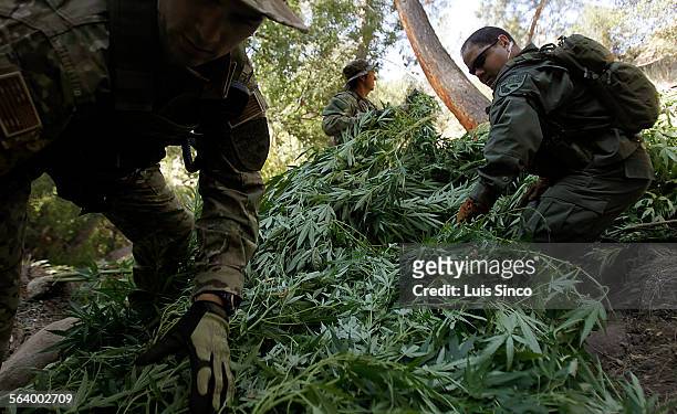 Game wardens stack marijuanan plants in a clearting in the forest so they can be airlifted away as part of a law enforcement sting operation on...