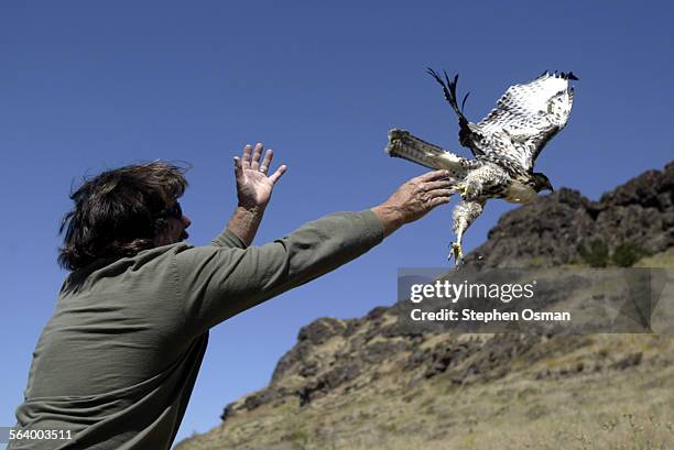 Biologist Scott Thomas 46, releases an eight week old hawk above Cal Lutheran University in Thousand Oaks on Wednesday June 8, 2005. . Construction...