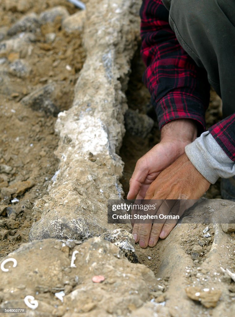 Moorpark, CA.04–07–2005: Palentologist Gino Calvano 36, works to remove a femor bone. A site monito