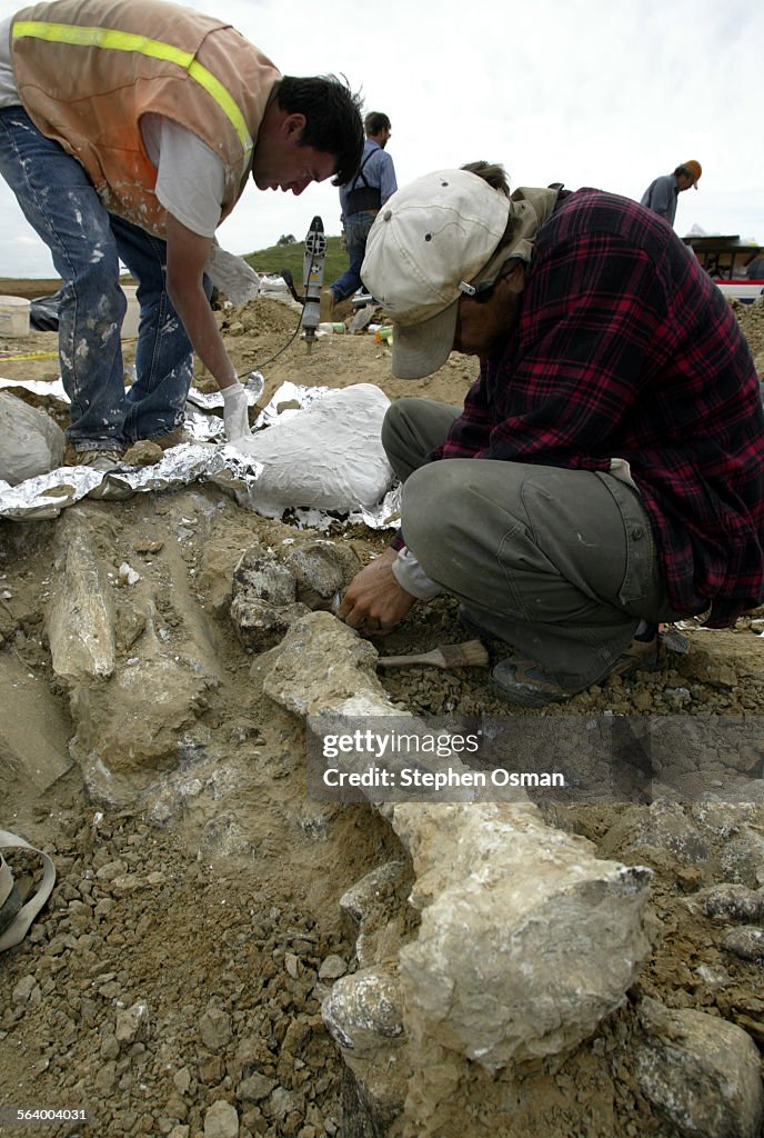 Moorpark, CA.04–07–2005: Palentologist Gino Calvano 36, uses and awl to remove a femor bone as Darr