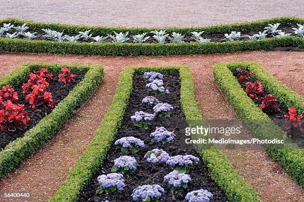 boxwood, begonia, alyssum and dusty miller in a formal garden - cineraria maritima stock pictures, royalty-free photos & images