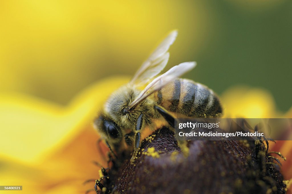 Close-up of honeybee Brown-Eyed Susan flower