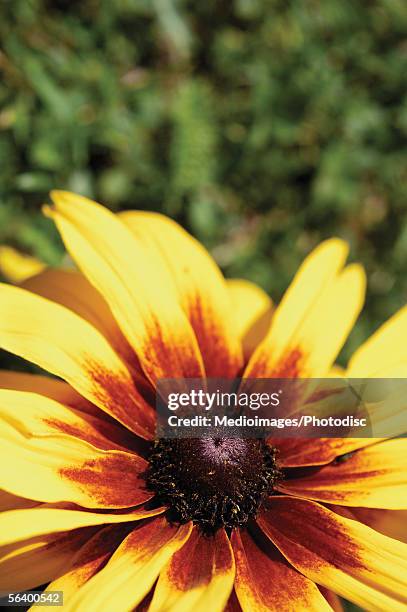 close-up of brown-eyed susan flower - rudbeckia triloba stock pictures, royalty-free photos & images