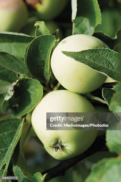 186 Unripe Apples Stock Photos, High-Res Pictures, and Images - Getty ...