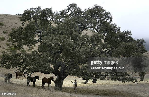 Horse trainer Ray Berta visits his old mustang at Holman Ranch in Carmel Valley. He knew Tom and Bill Dorrance and became a student of the brothers'...