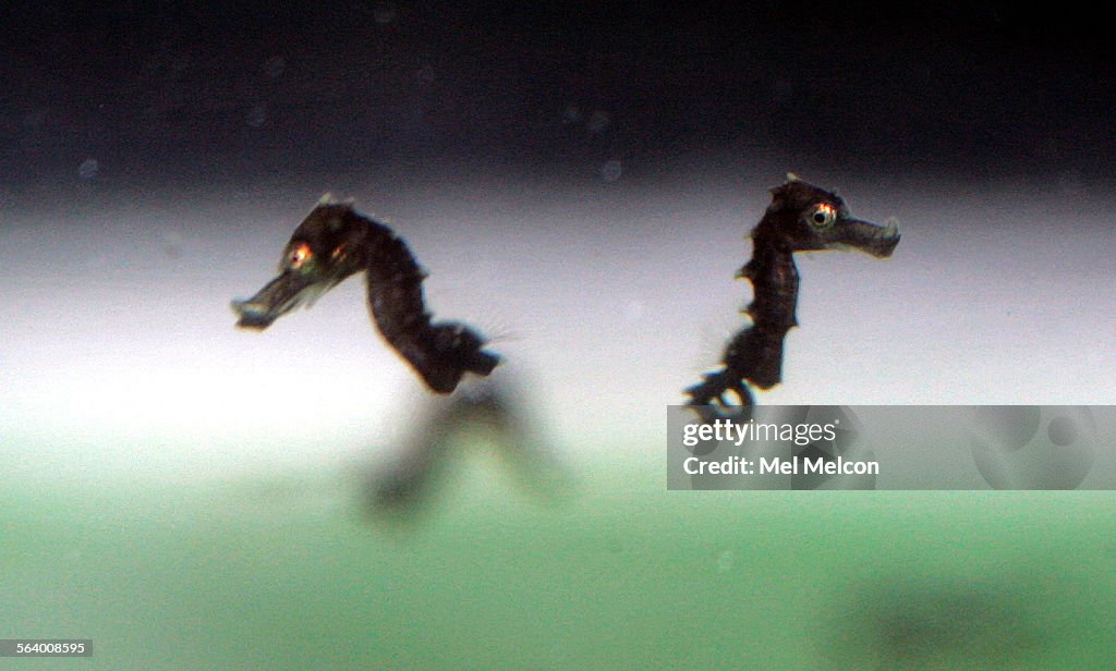 New born seahorses swim inside a tank at SEA Lab in Redondo Beach. A total of 8 adult seahorses smu