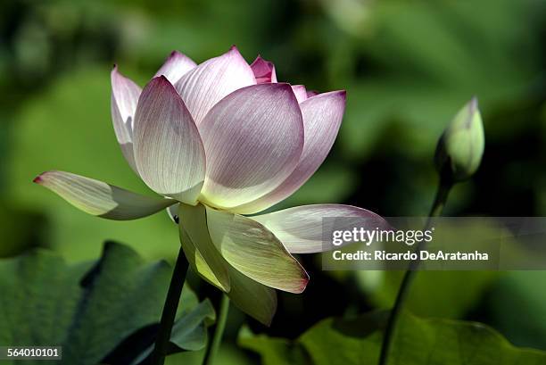 Lotus flowers are in full blossom on Echo Lake, where the 28th annual Lotus Street Festival took place today. This festival is a celebration of the...