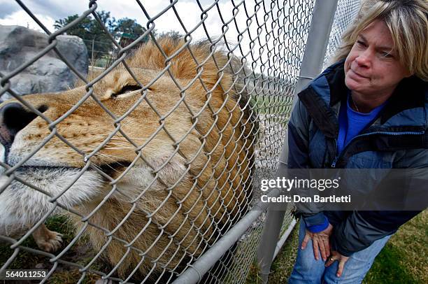 Bobbi Brink, founder and director of Lions Tigers & Bears watches an African lion act like a house cat inside it's enclosure in Alpine, CA. LTB is a...