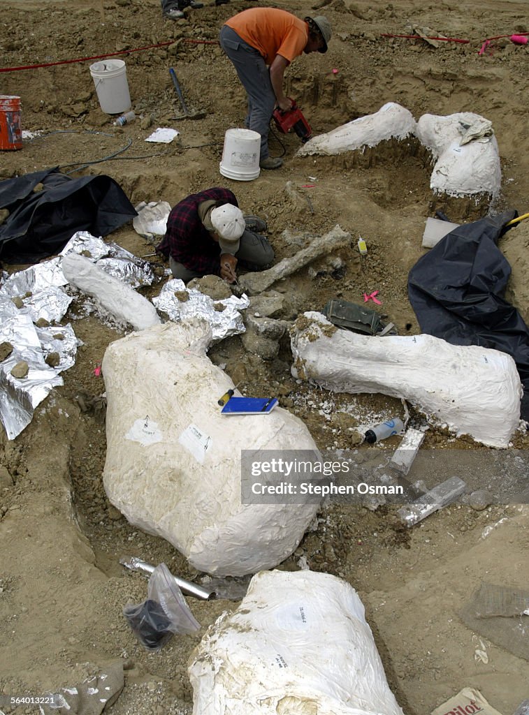 Moorpark, CA.04–07–2005:Palentologists Gino Calvano 36, foreground, and David Alexander 37, work to