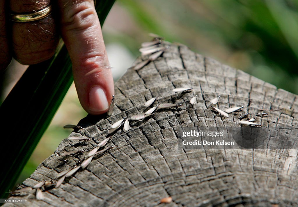 (San Juan) – At Mission San Juan Capistrano, subterranean termites (on the prowl) are found on wood