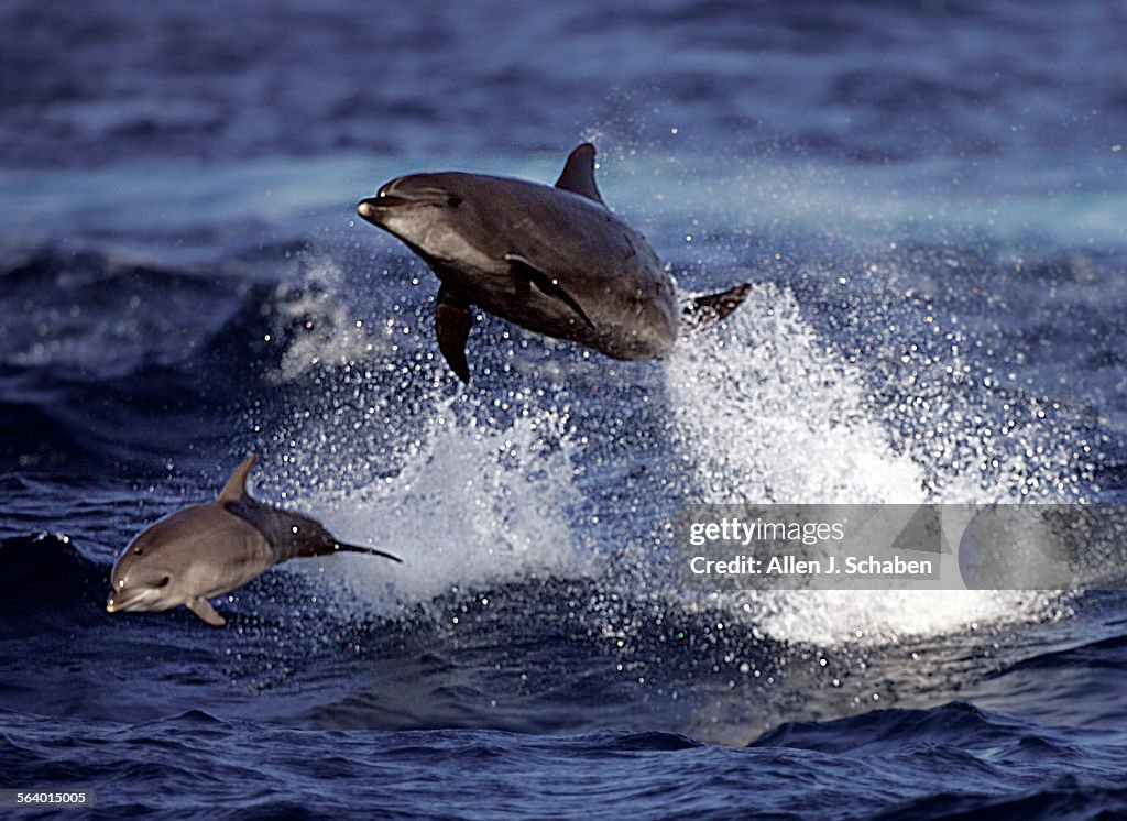 A baby Bottlenose Dolphin calf leads the way as they jump out of the water and play in the wake beh