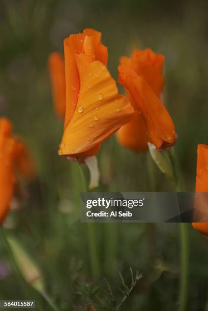 Antelope Valley, CA. People dodge the rain drops to see the blooming poppies at the Antelope Valley California Poppy Reserve. Poppies are blooming...