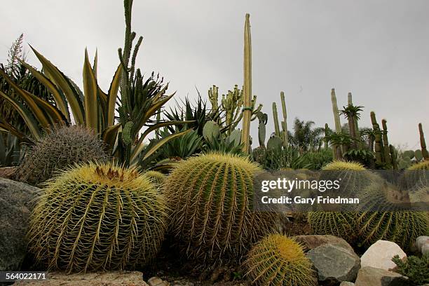 Cactus at the California Cactus Center in Pasadena features a wide variety of cactus. At the home of Mr. And Mrs. Richter in Glendora features a wide...