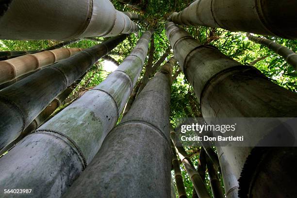 Clumping Things Clumping Photos and Premium High Res Pictures - Getty Images