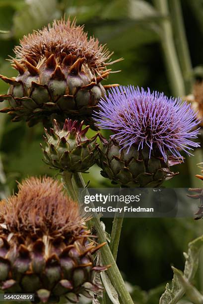 This purple flowering plant is called a cardoon, and are photographed at the Huntington Gardens in San Marino. Not many people grow cardoon, but...