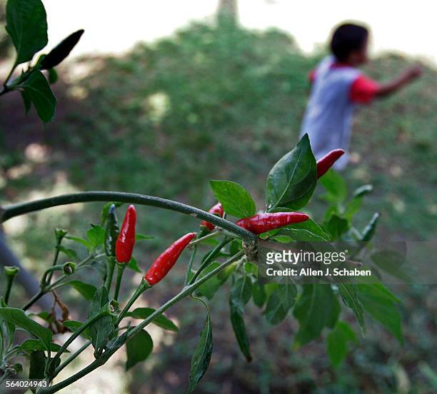 Soledad Aviles planted chiles, shown with his exploring grandchild Isaac Aviles as well as corn in his backyard to remind him of home in Mexico, then...