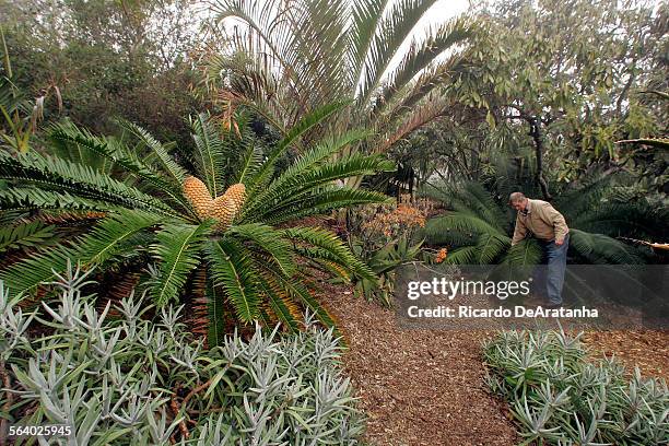 John Rees has a nicely landscaped home garden that mixes cycads with other plants. This is a Home cover story on rare plants called cycads and the...