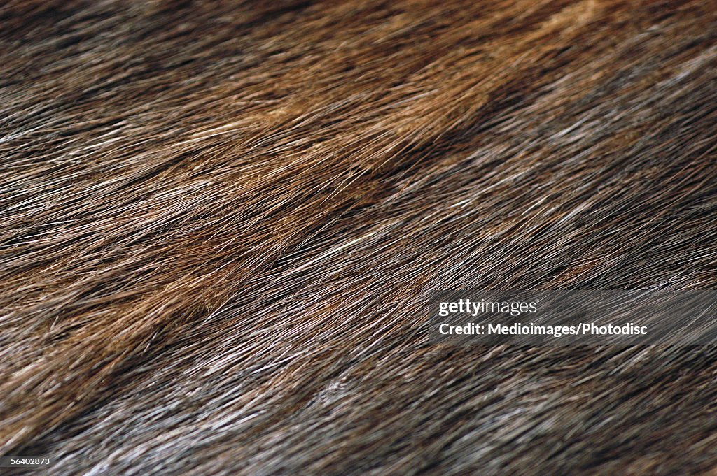 Close-up of animal hair