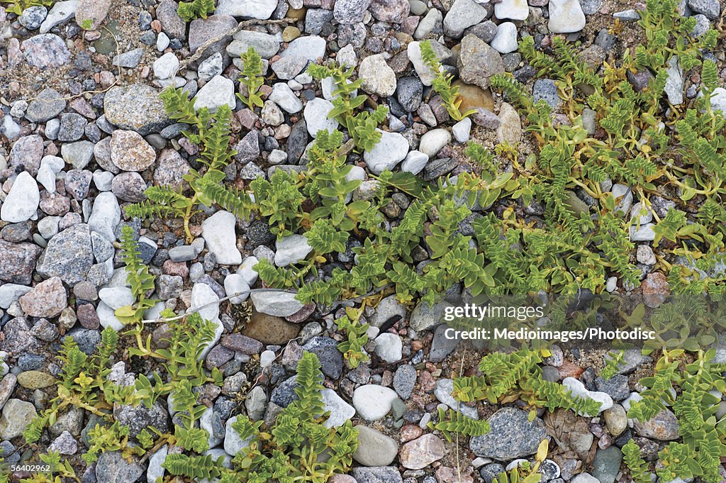 High angle view of pebbles and stones with plants