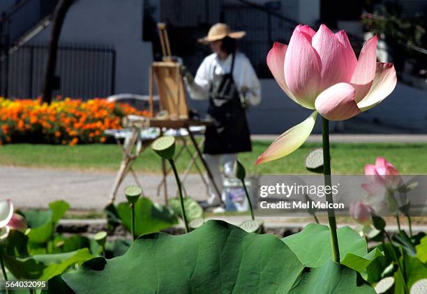 Sarah Arnold of Long Beach works on her oil painting of the lotus flowers thar are finally blooming in the Echo Park lake. They were not in bloom...