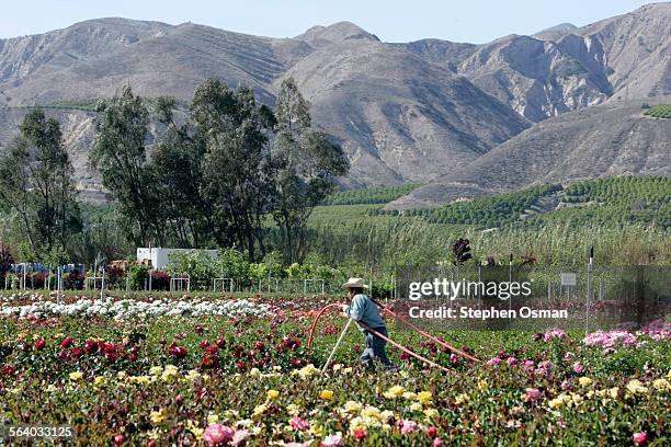 Arturo Vaca 60, pulls a water hose through a field of roses. Otto and Sons, one of the largest rose wholesalers in the U.S. Is located on 40 acres in...