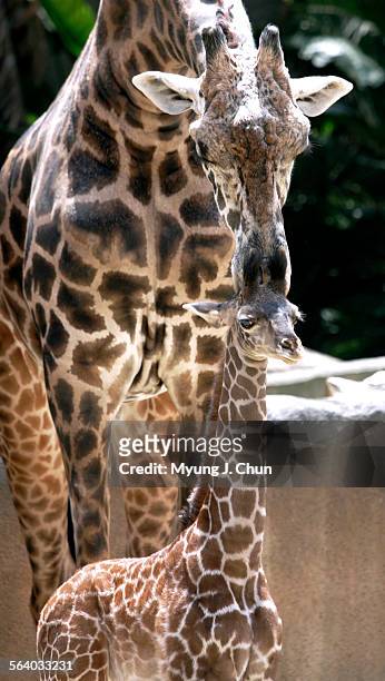 Raha, a 6foottall baby, Masai giraffe that was born on April 4 gets a nuzzle from an adult at the Los Angeles Zoo on Tuesday, May 2, 2006. Raha's...