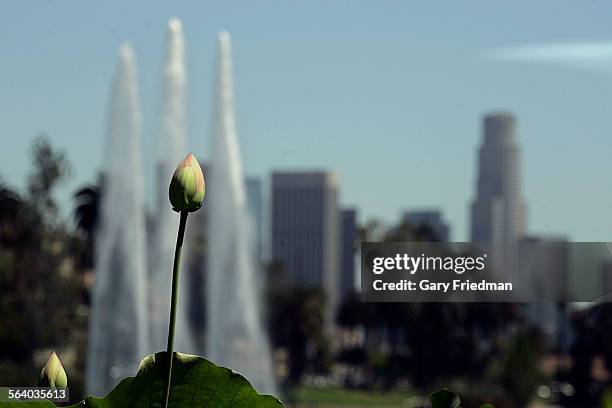 The annual Lotus Festival is held on 7/7/07 in Echo Park, but this year there are not so many flowers.