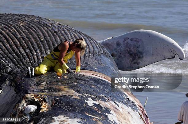 Flense Whale Blubber Photos and Premium High Res Pictures - Getty Images