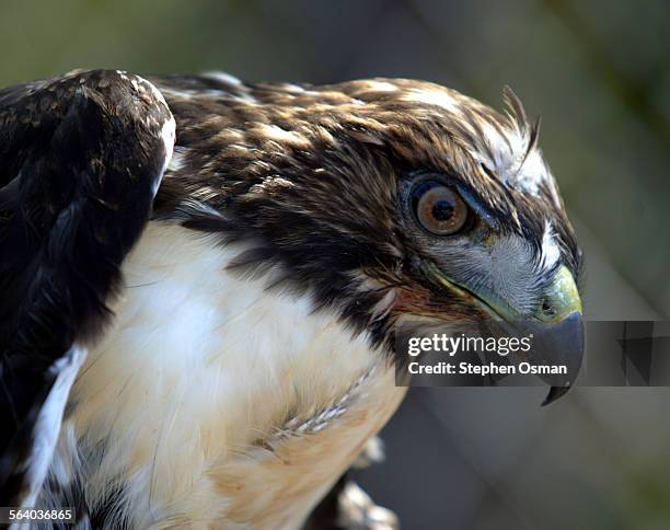 Eightweek old redtailed hawk that was released in the hill above Cal Lutheran University in Thousand Oaks on June 8, 2005. Construction of the...