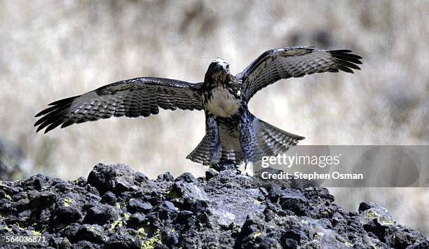 An eight week old hawk flaps it's wings on a rocky perch after being released in the hills of Thousand Oaks on Wednesday, June 8, 2005. Construction...