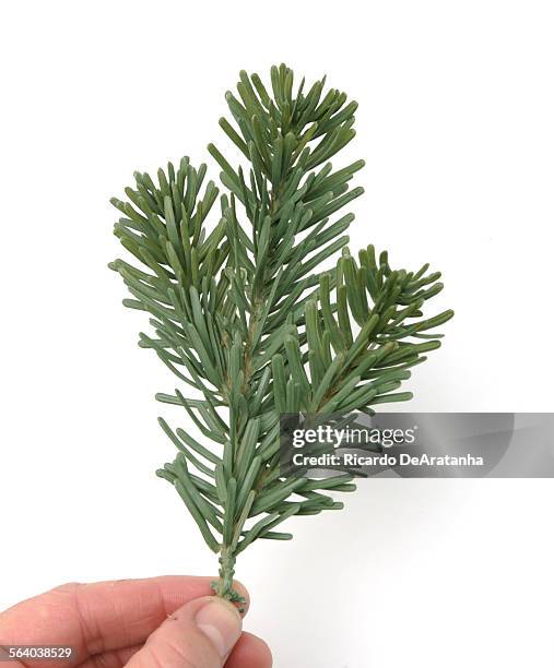 Comparison of new artificial trees and their real counterparts. Noble Fir artificial tree.