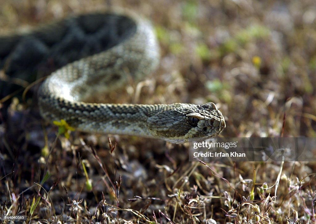 Victorville, April 13, 2004 – – – – A Mojave Green rattlesnake with a transmitter implanted, moves