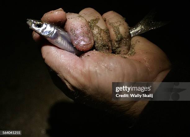 Grunion on the beaches of Belmont Shore in Long Beach during the annual grunion run.