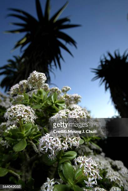 The light flowers of the jade plant make a perfect December bloom. The plants are easy to grow and quite common in Southern California gardens....