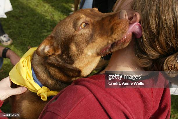 More than 1,500 pets are put up for adoption at Johnny Carson park in Burbank. Debbie Millary gets a slurp from Missy a Shepard mix who is from the...