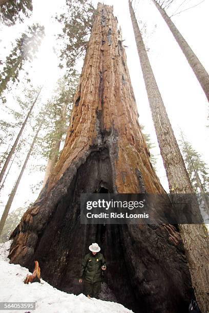 Sequoia National Park, Ca.  Alexandra Picavet stands at the base of the George Washington tree inside Sequoia National Park. The tree which now...