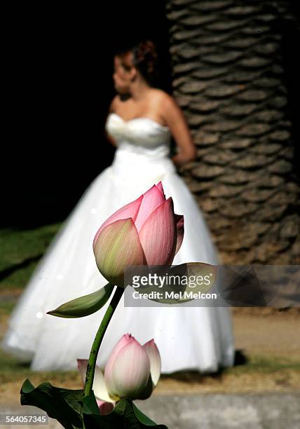 Noemi Perez wearing a dress for her upcoming quinceanera, poses for a photographer near the lotus flowers thar are finally blooming in the Echo Park...