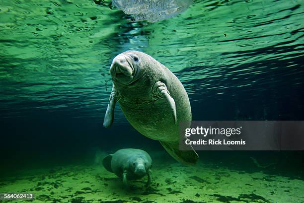 Female manatee and her calf lounge in the clear and warm freshwater spring in Florida's Crystal River. The manatees hang out by the warmer water...