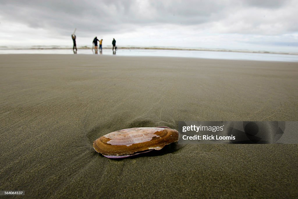 Ocean Shores, Wa.  A discarded razor clam sits unclaimed on the beach where thousands of people fl