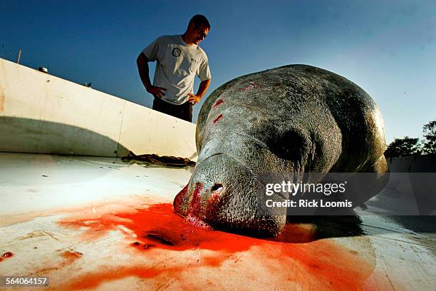 Bleeding from the nose is one of the indicators that a manatee has died from breathing or eating sea grass tainted with brevetoxin. Brevetoxin is a...