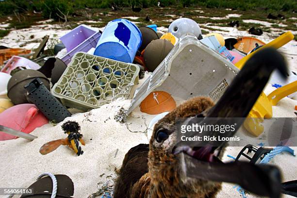 Juvenile albatross sits amid piles of discarded trash that floated ashore including bottles, fishing floats and even televisons in otherwise pristine...