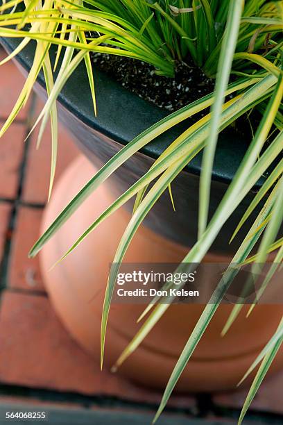  In a V shaped, 26 inch black planter filled with Roger's Gardens potting soil, eight Acorus 'Ogon' surround a single Cordyline 'Red Sensation'....