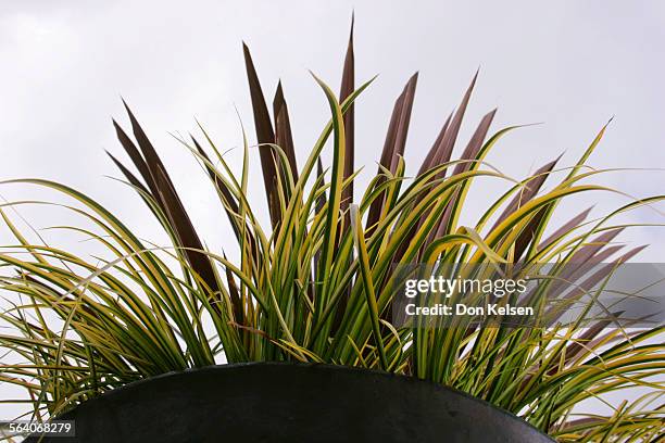  In a V shaped, 26 inch black planter filled with Roger's Gardens potting soil, eight Acorus 'Ogon' surround a single Cordyline 'Red Sensation'....