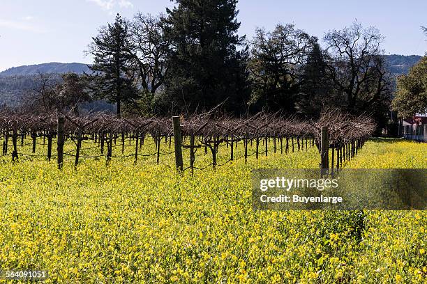 Wild mustard plants bring color to the otherwise dormant vines of California Napa Valley in wintertime