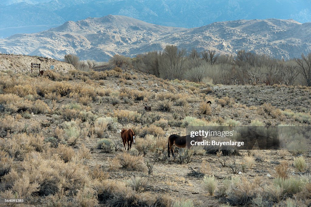 Horses grazing in a meadow between U.S. 395 and Lower Rock Creek Road north of Bishop in Mono County
